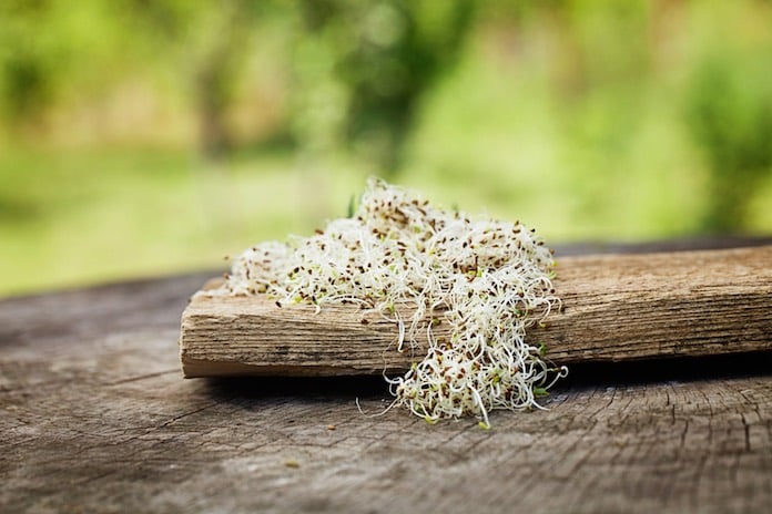 naklíčené semienka lucerny alfalfa