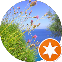 Ivana P. profile picture